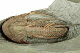 Early Cambrian Fallotaspis - Tazemmourt, Morocco #350549-5